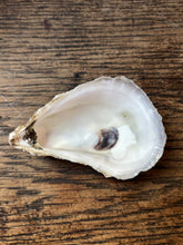 Load image into Gallery viewer, Oyster Shells