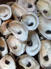 Load image into Gallery viewer, Oyster Shells

